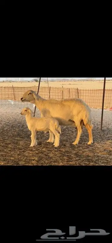 نعجه خلفه طيبه 6