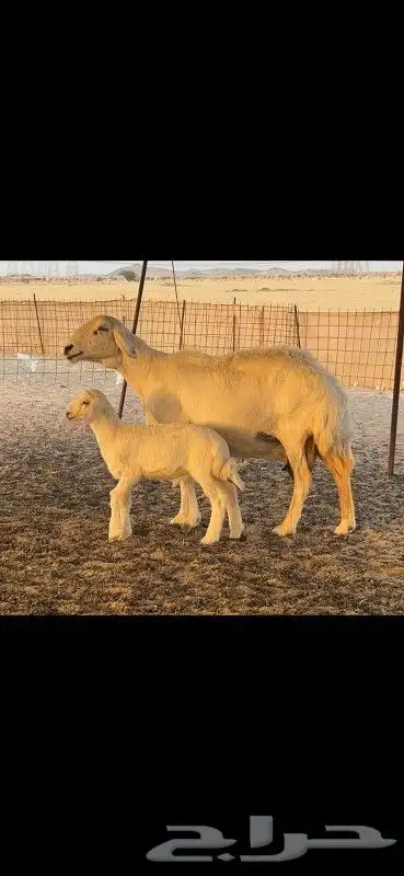 نعجه خلفه طيبه 3