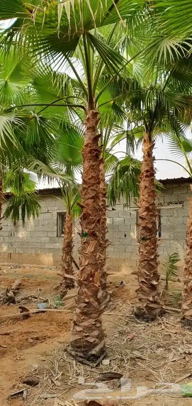 نخل واشنطني 2