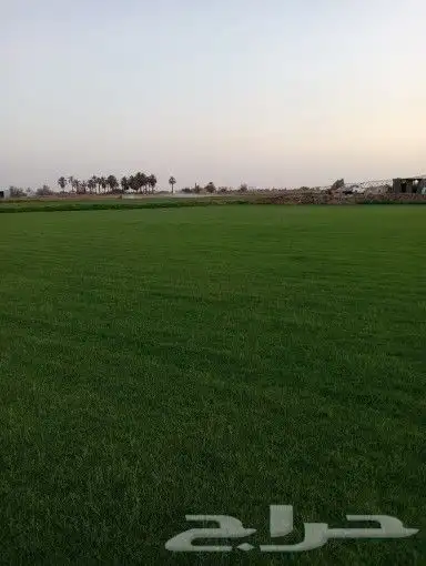 ثيل سي 2000 درجه اولى صافي وطبيعي 4