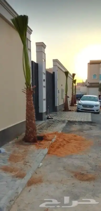 توريد وتركيب جميع انواع نخيل 2