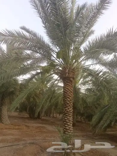 يوجد لدينا جميع مقاسات انخل العربي 0