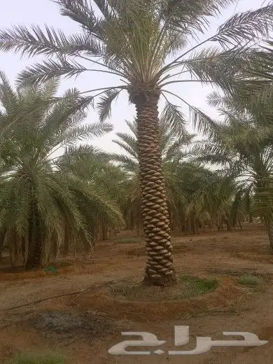 يوجد لدينا جميع مقاسات انخل العربي 1