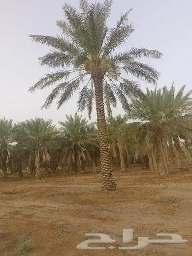 يوجد لدينا جميع مقاسات انخل العربي 5