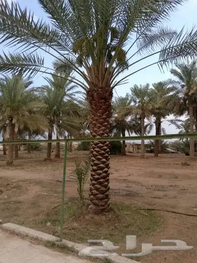 يوجد لدينا جميع مقاسات انخل العربي 8