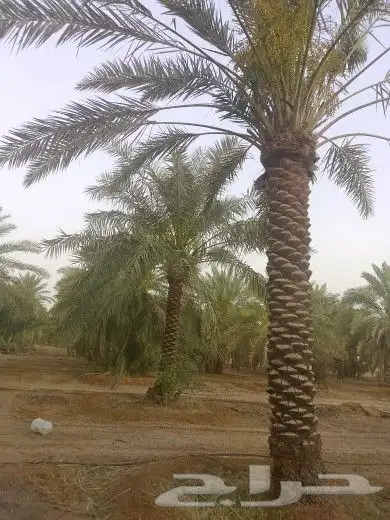 يوجد لدينا جميع مقاسات انخل العربي 4