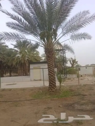 يوجد لدينا جميع مقاسات انخل العربي 7