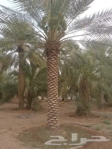 يوجد لدينا جميع مقاسات انخل العربي 3