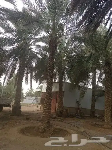 يوجد لدينا جميع مقاسات انخل العربي 2