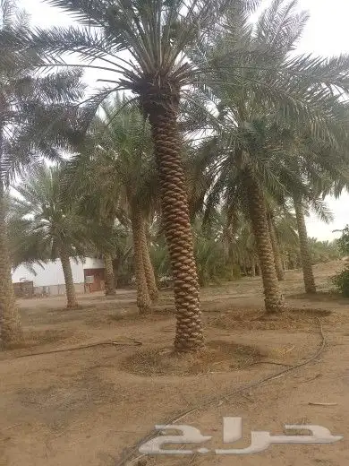 يوجد لدينا جميع مقاسات انخل العربي 6