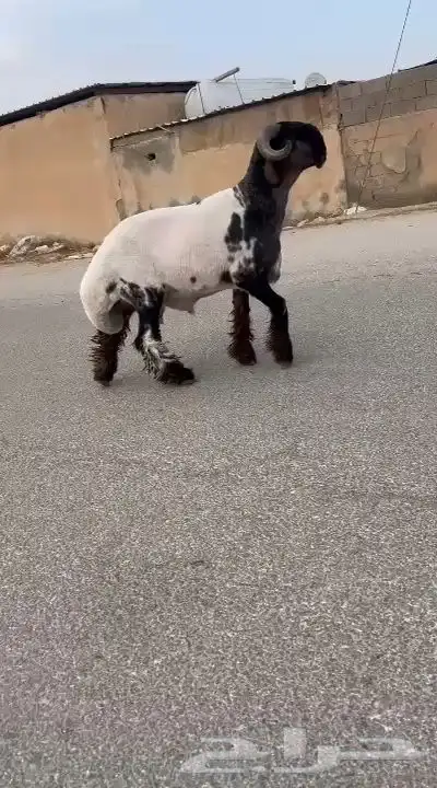 جدع نعيمي صنف فاخر للبيع 3