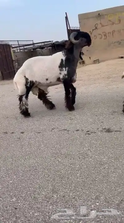 جدع نعيمي صنف فاخر للبيع 1