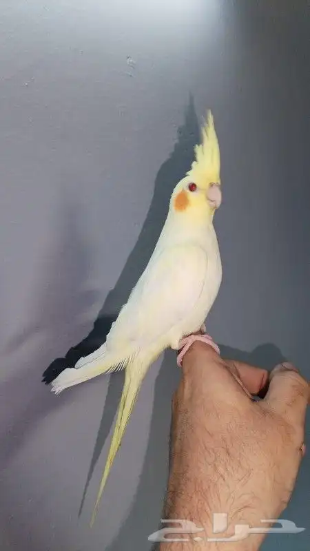 كروان لاتينو ذكر 0