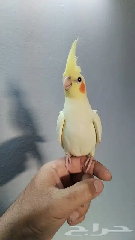 كروان لاتينو ذكر 1