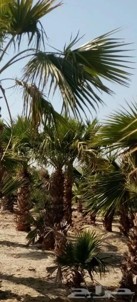 بسم الله الرحمن الرحيم تنسيق الحديق المنزل الان المزارع 4