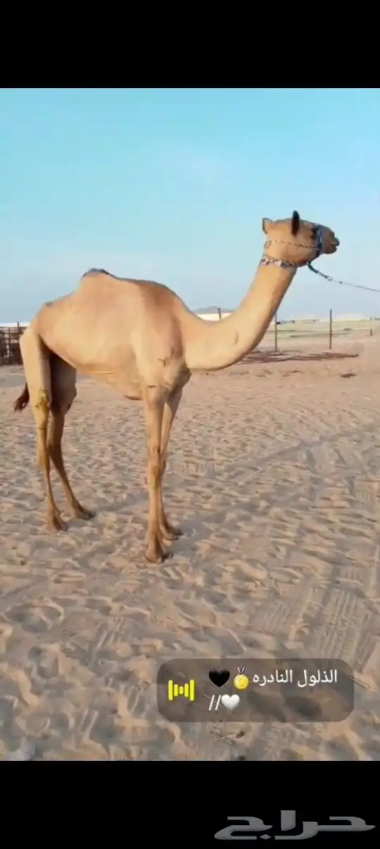 بكره هجن لقيه 1