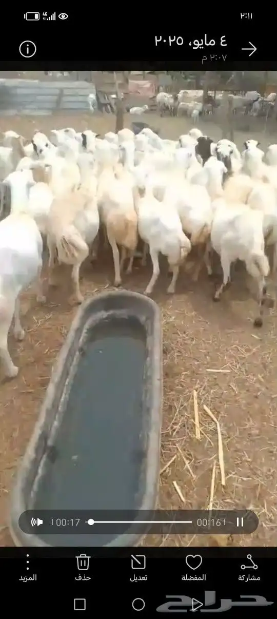 ضأن رفيدي أكبر جرم العدد مفتوح التواصل علا الرقم 2