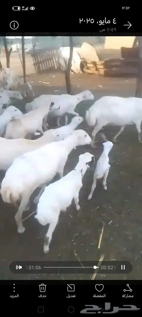 ضأن رفيدي أكبر جرم العدد مفتوح التواصل علا الرقم 1