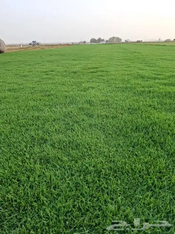 ثيل سئ 2000صافي وطبيعي الموقع الخرج 1