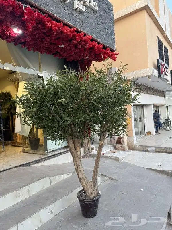 اشجار زيتون صناعي 3