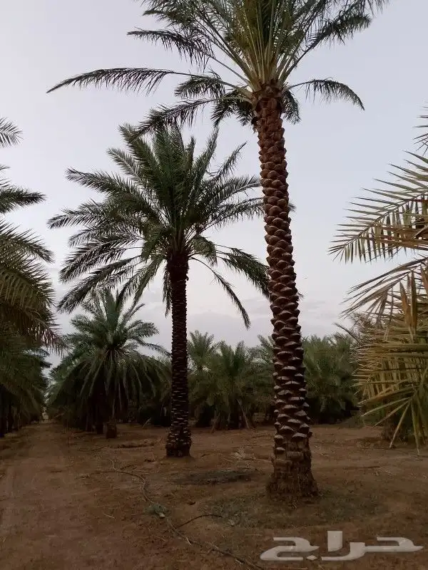 يوجد لدينا جميع مقاسات انخل العربي 9