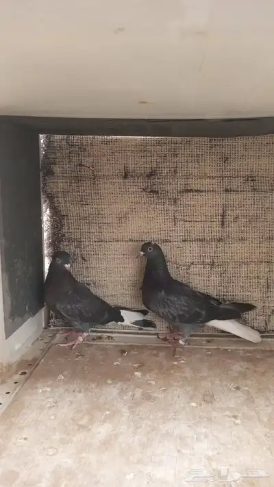 حمام قطايف للبيع 4