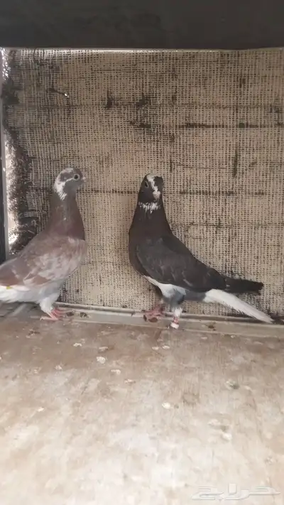 حمام قطايف للبيع 3