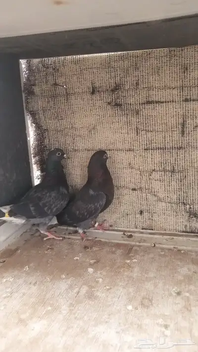حمام قطايف للبيع 5