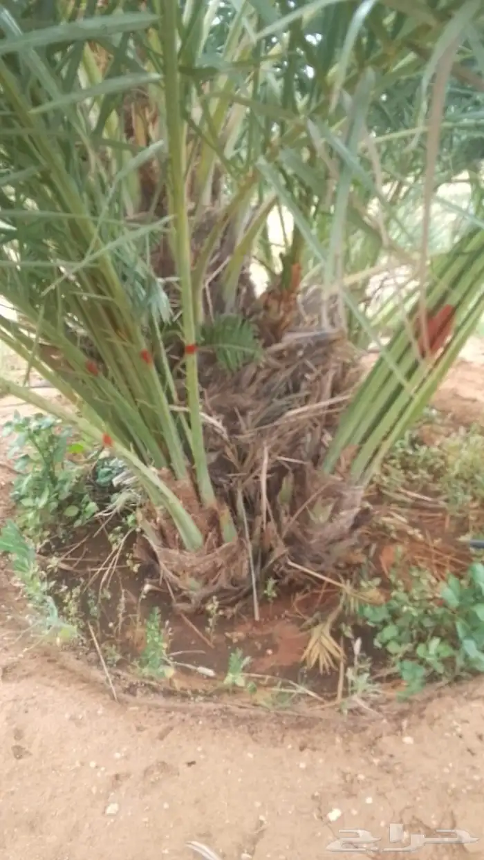 فروخ نخل طيب وعلا اضمانه من اسوسه 3