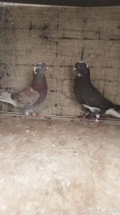 حمام قطايف للبيع 1