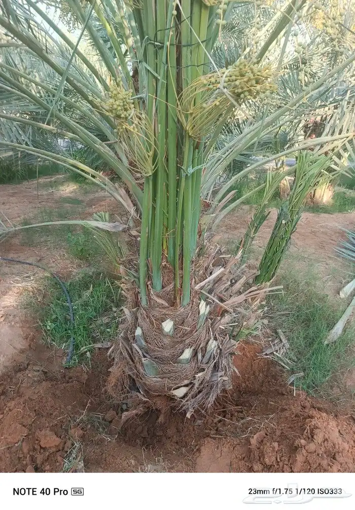 نخيل مثمر لبيع 1