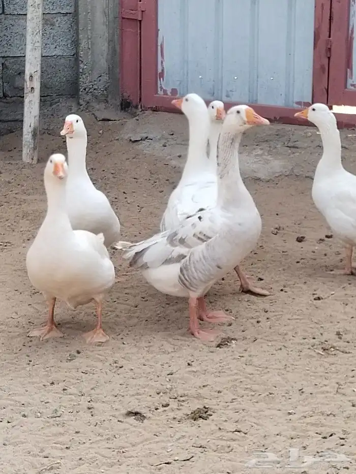 وز كندي عيون زرق للبيع 1