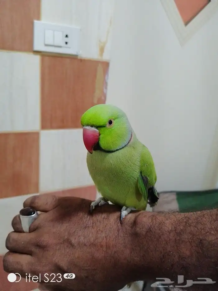 ذكر دره أليف وع اليد بدون عض الحمدالله 0