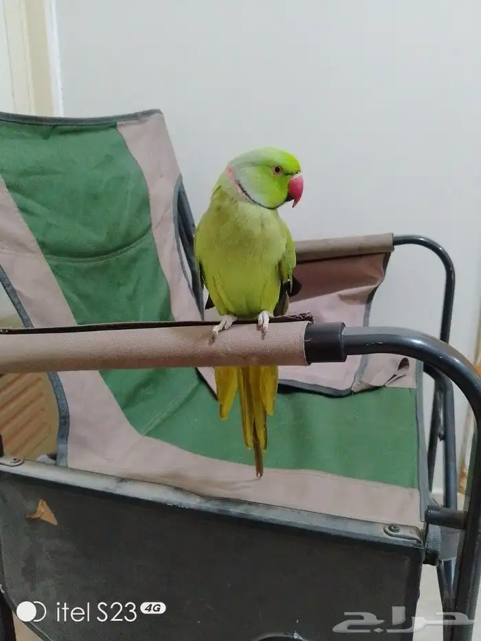 ذكر دره أليف وع اليد بدون عض الحمدالله 2