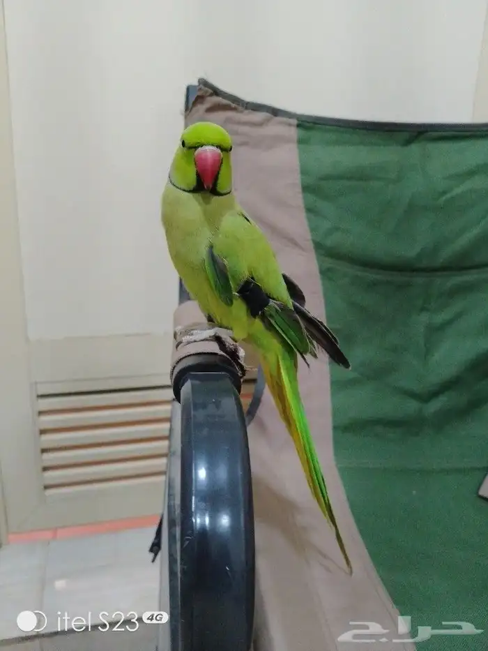 ذكر دره أليف وع اليد بدون عض الحمدالله 1