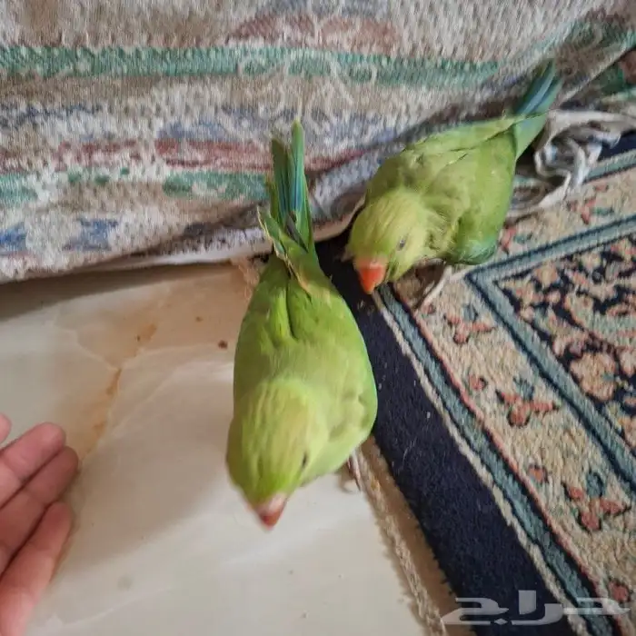 دره هنديه كبيره اليفه دره هنديه صغير اليفه بلبل حساوي الليف 16