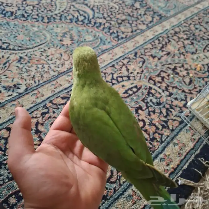 دره هنديه كبيره اليفه دره هنديه صغير اليفه بلبل حساوي الليف 9