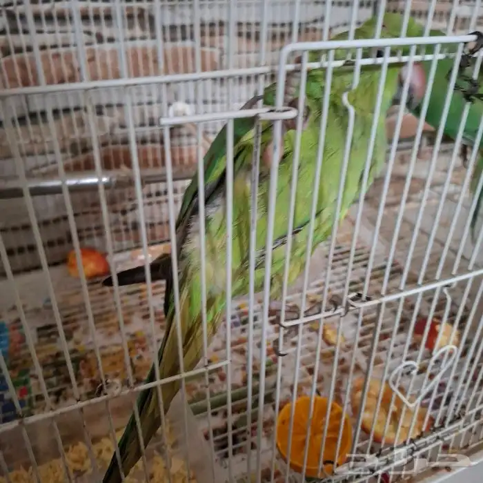 دره هنديه كبيره اليفه دره هنديه صغير اليفه بلبل حساوي الليف 5
