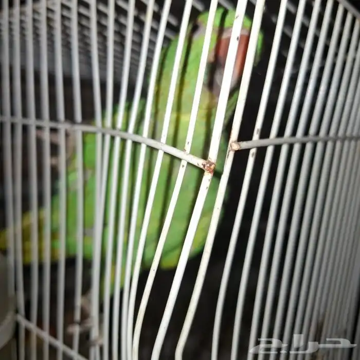 دره هنديه كبيره اليفه دره هنديه صغير اليفه بلبل حساوي الليف 0