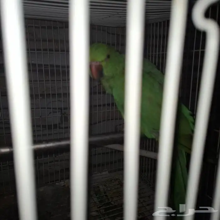 دره هنديه كبيره اليفه دره هنديه صغير اليفه بلبل حساوي الليف 1