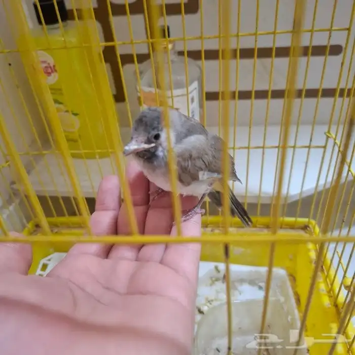 دره هنديه كبيره اليفه دره هنديه صغير اليفه بلبل حساوي الليف 20