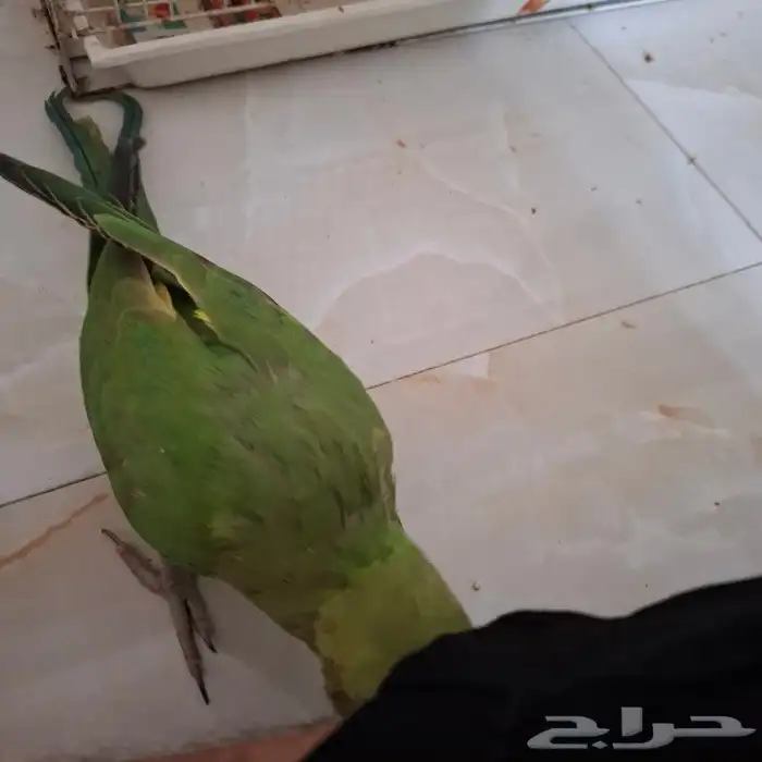 دره هنديه كبيره اليفه دره هنديه صغير اليفه بلبل حساوي الليف 7