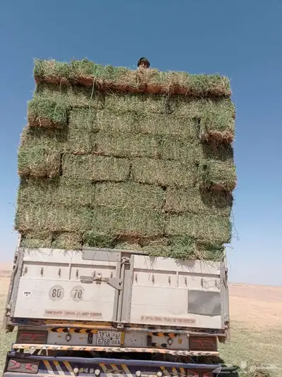 السلام عليكم ورحمة الله وبركاته برسيم صافي للبيع ويوجد أيضا 0