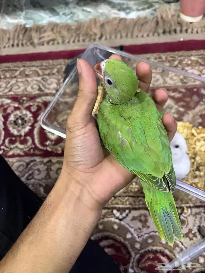 فرخ دره 1