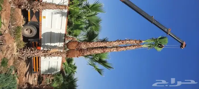 نخل واشنطن 2