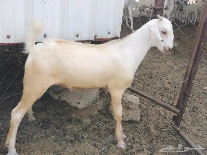 حفره برصا وجفر ابرص 0