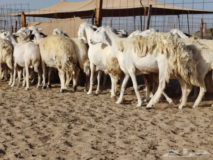ما شاء الله وتبارك الله أعرض لكم غنم حريات دفيع ومضاريع 0