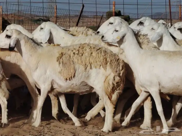 ما شاء الله وتبارك الله أعرض لكم غنم حريات دفيع ومضاريع 4