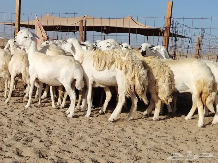ما شاء الله وتبارك الله أعرض لكم غنم حريات دفيع ومضاريع 5