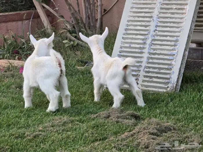 للبيع تيوس قزميات... 2